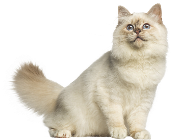 Fluffy Cream Colored Cat.png PNG image
