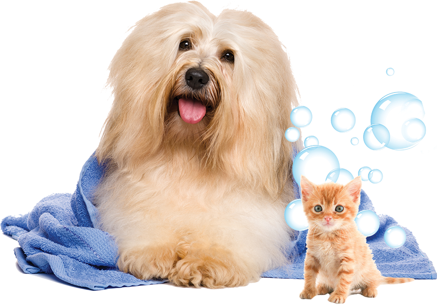 Fluffy Dogand Kitten After Bath PNG image