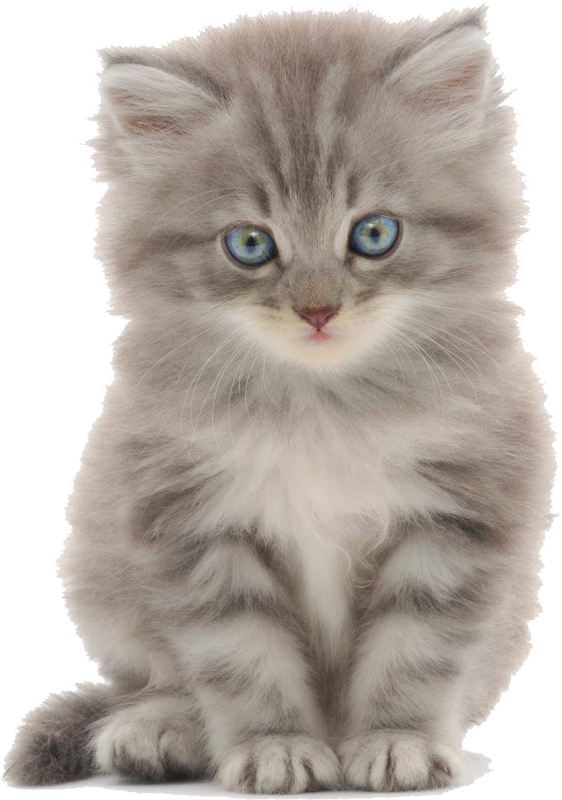 Fluffy Gray Kitten Blue Eyes PNG image