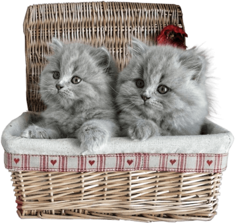 Fluffy Gray Kittensin Basket PNG image