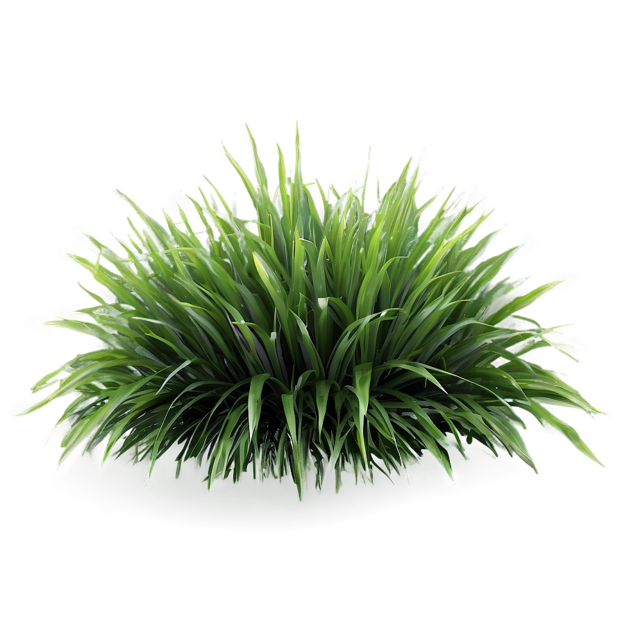 Fluffy Green Grass Png Gml PNG image