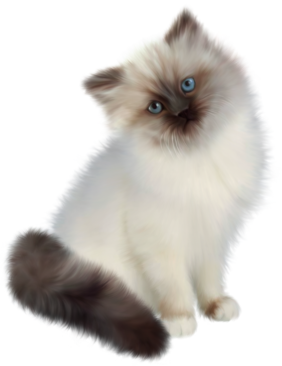 Fluffy Himalayan Cat PNG image