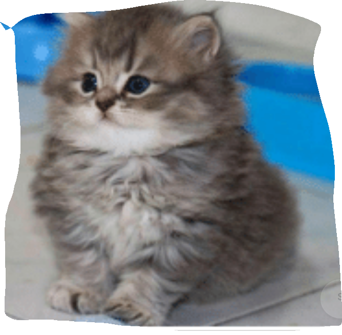 Fluffy Kitten Sitting PNG image