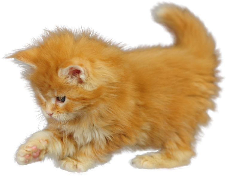 Fluffy Orange Kitten PNG image