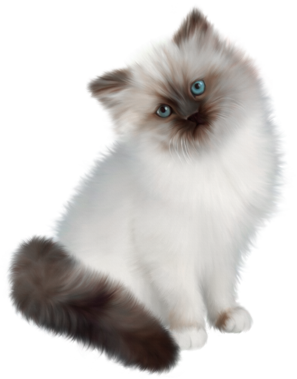 Fluffy Persian Cat Blue Eyes PNG image