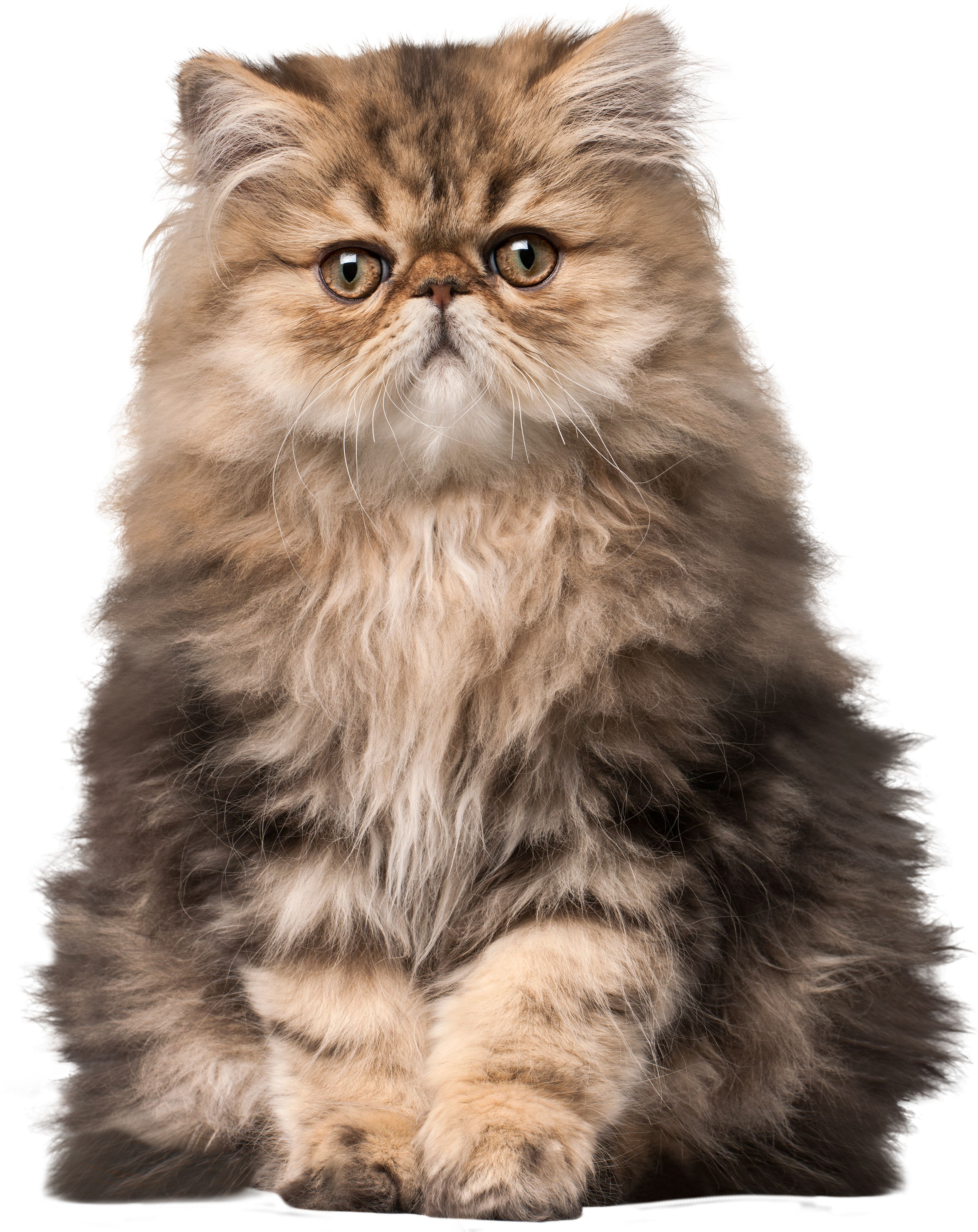Fluffy Persian Cat Portrait PNG image
