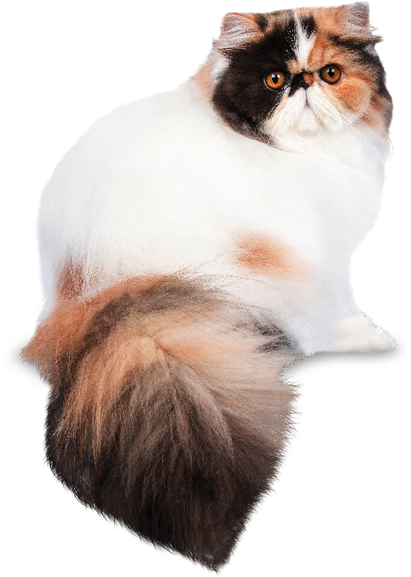 Fluffy Persian Cat Portrait PNG image