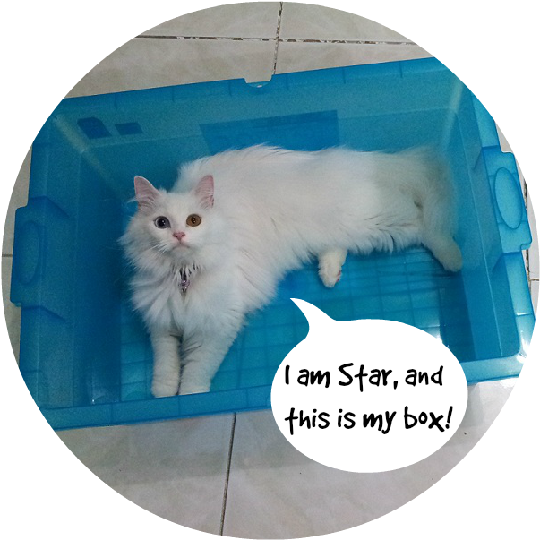 Fluffy White Cat In Blue Box Meme PNG image