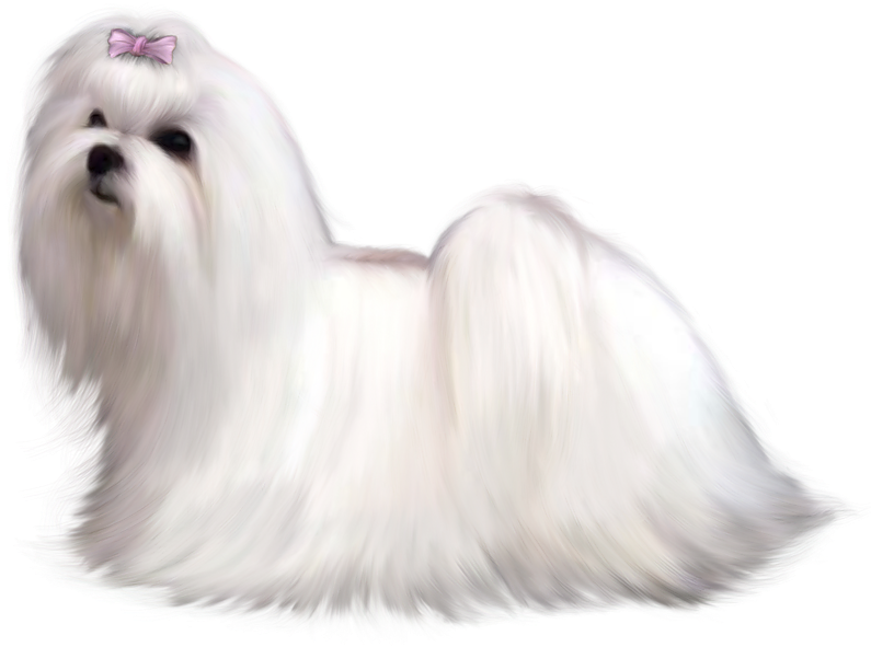 Fluffy White Dogwith Pink Bow PNG image