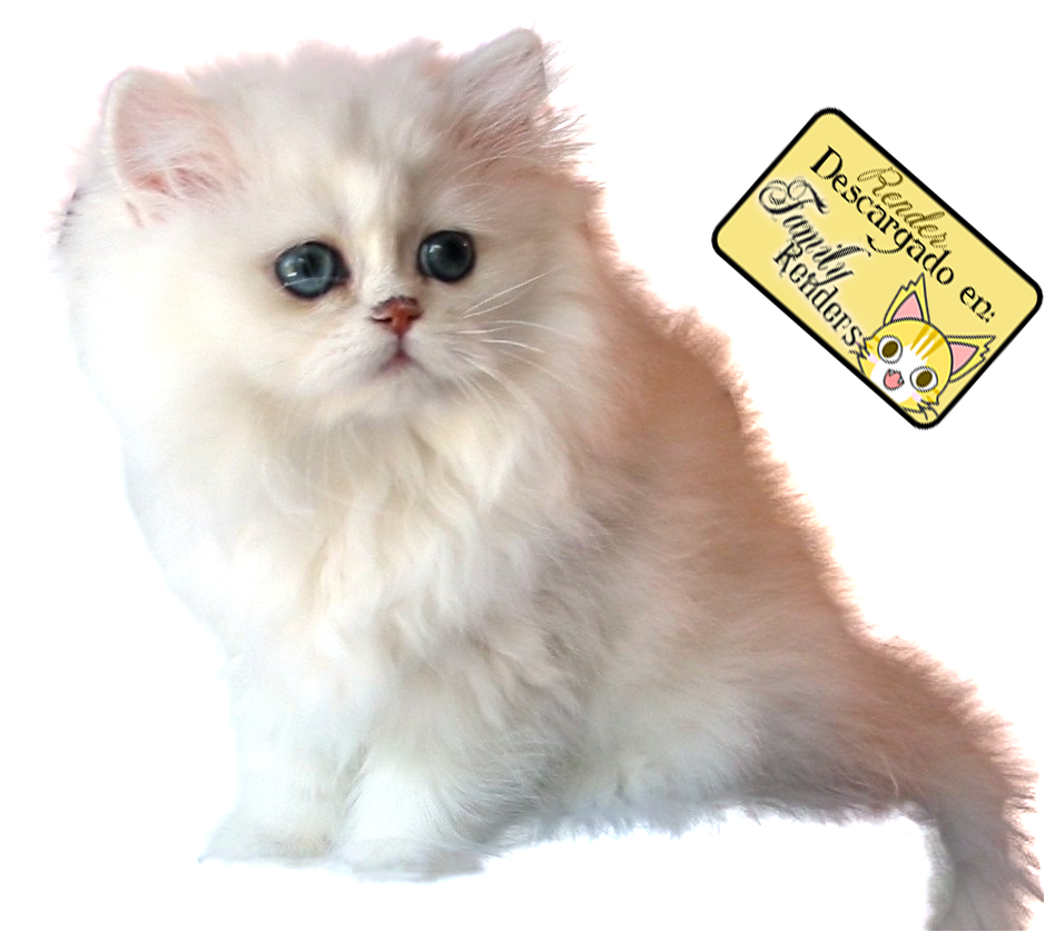 Fluffy White Persian Kitten PNG image
