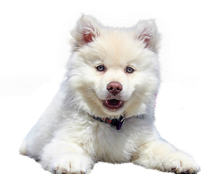 Fluffy White Puppy Black Background.jpg PNG image