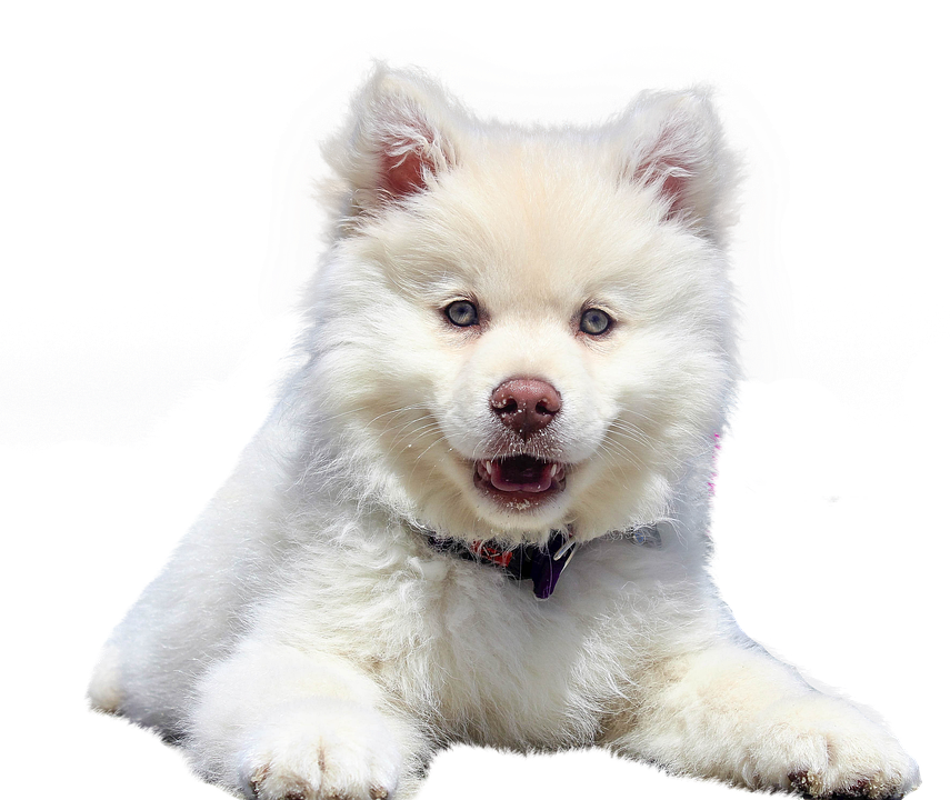 Fluffy White Puppy Portrait PNG image