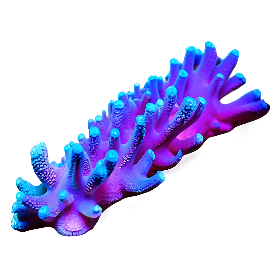 Fluorescent Coral Underwater Png 05242024 PNG image