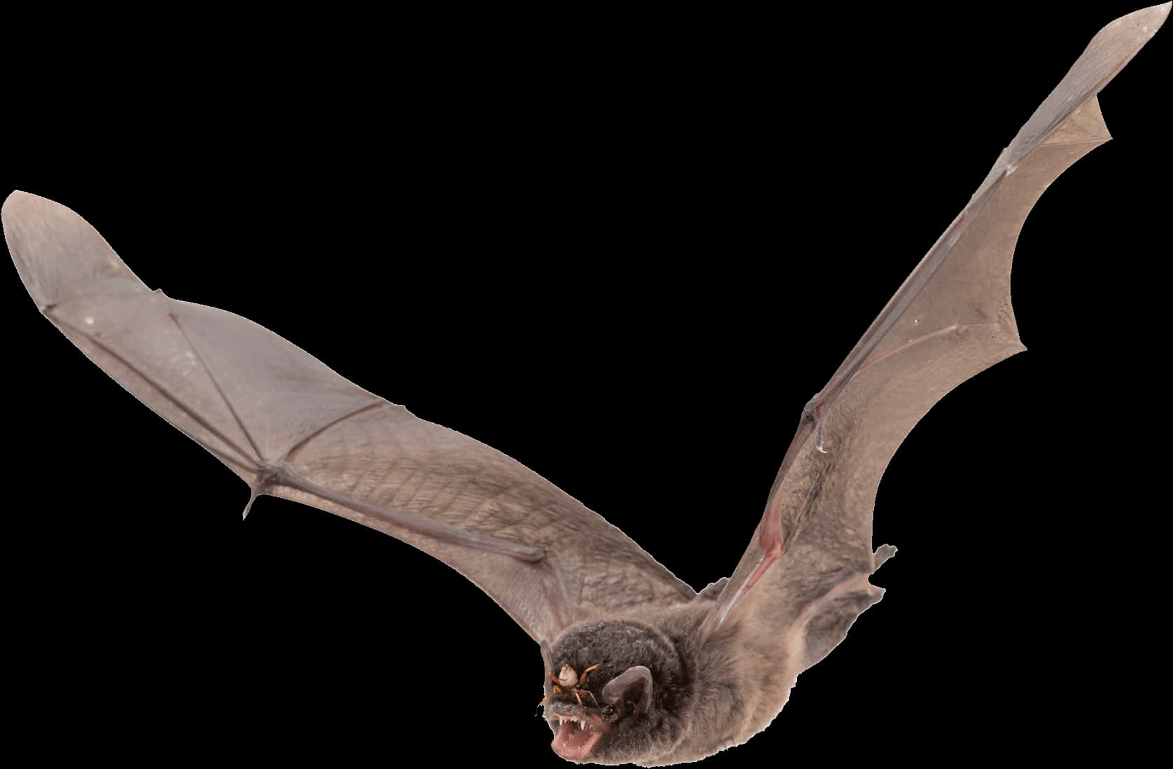 Flying Bat Black Background PNG image