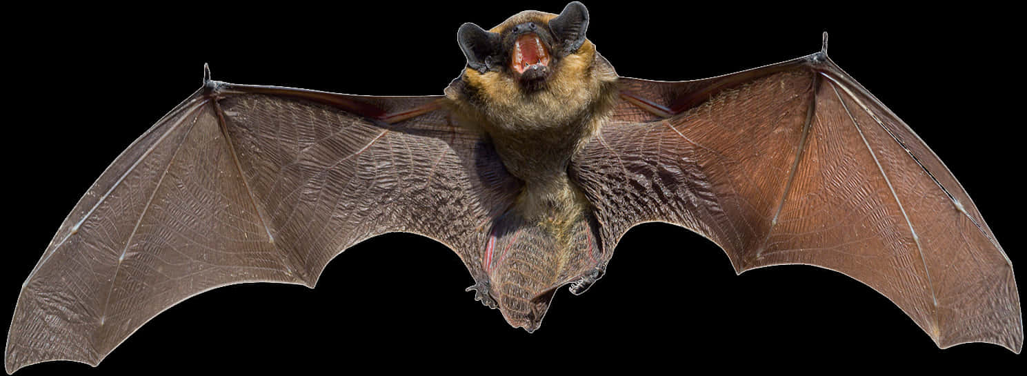 Flying Bat Black Background PNG image