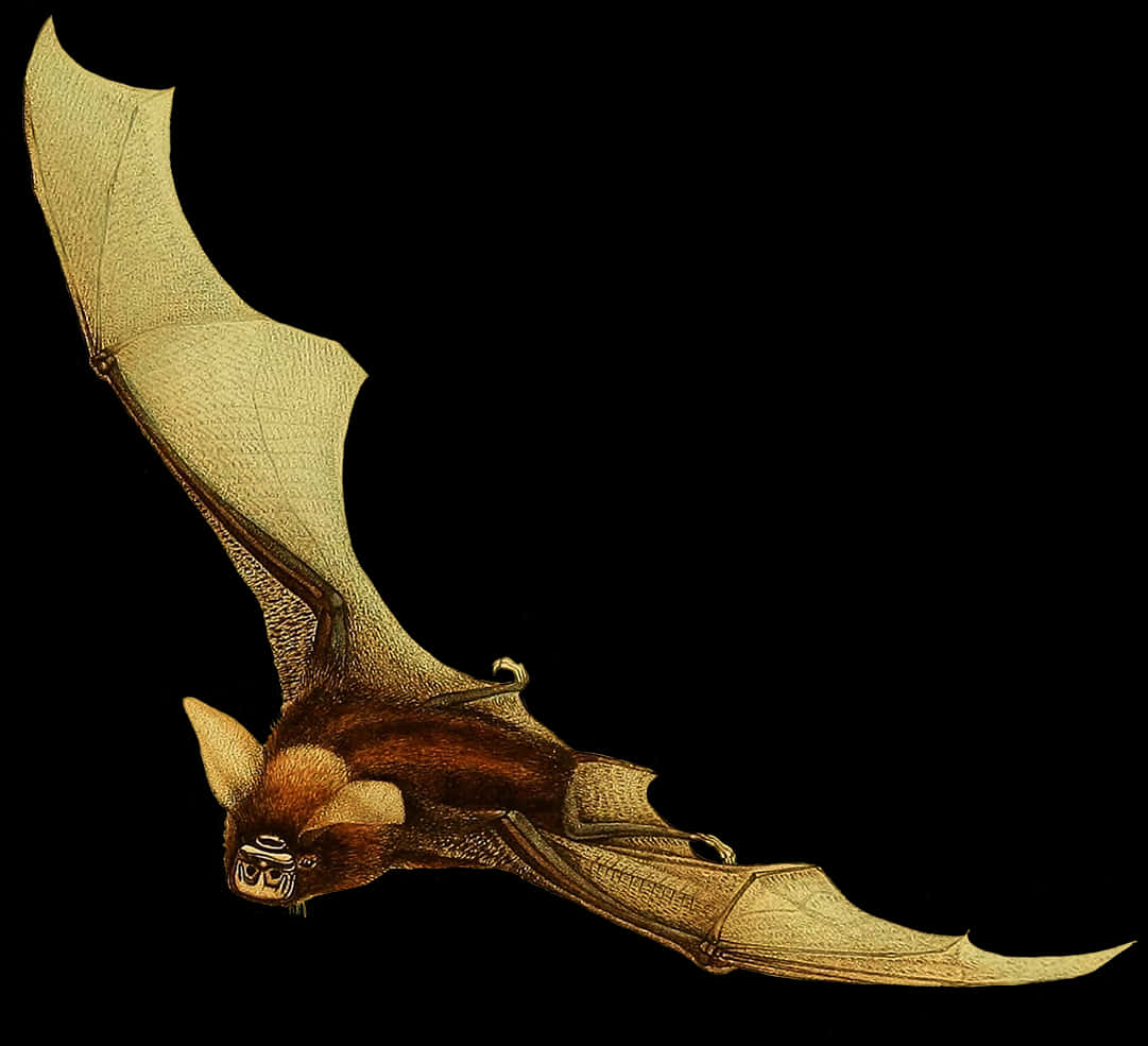 Flying Bat Black Background PNG image