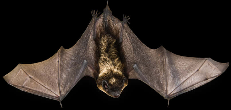 Flying_ Bat_ Black_ Background.jpg PNG image