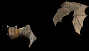 Flying_ Bats_ Illustration PNG image