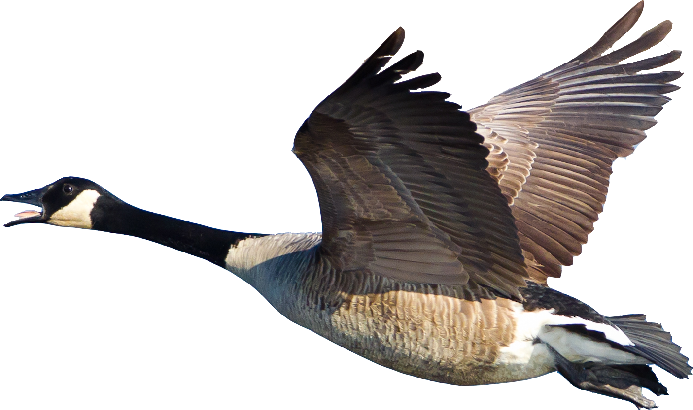 Flying Canada Goosein Action PNG image