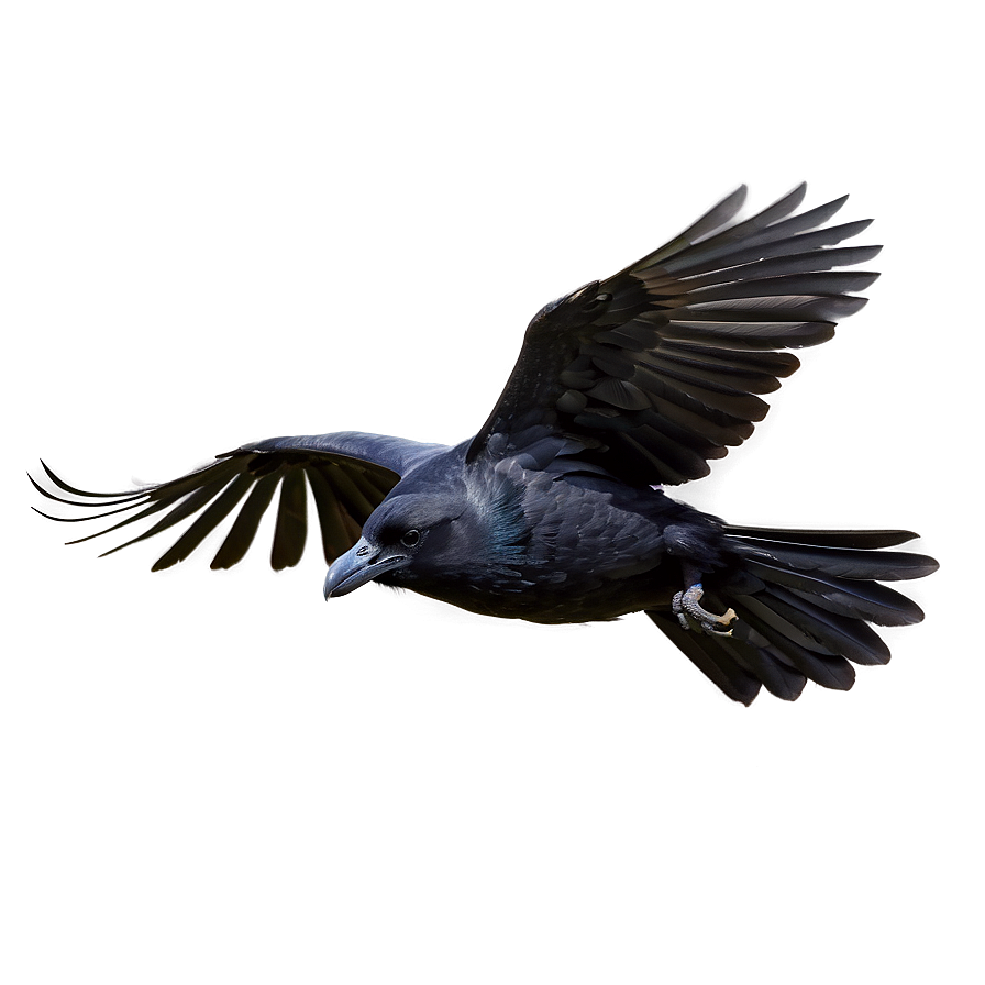 Flying Crow Png 30 PNG image