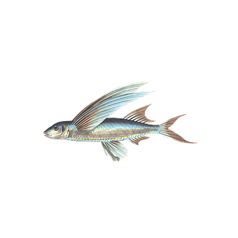 Flying Fish Black Background PNG image