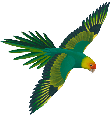 Flying Green Parrot Illustration.png PNG image