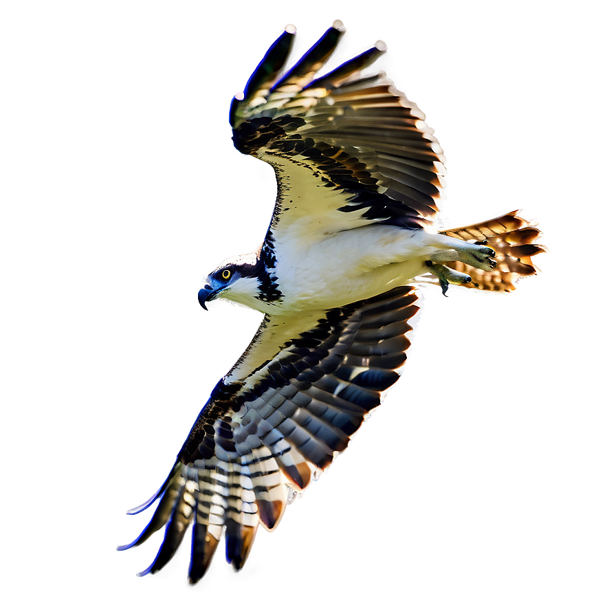 Flying Osprey With Prey Png 06292024 PNG image