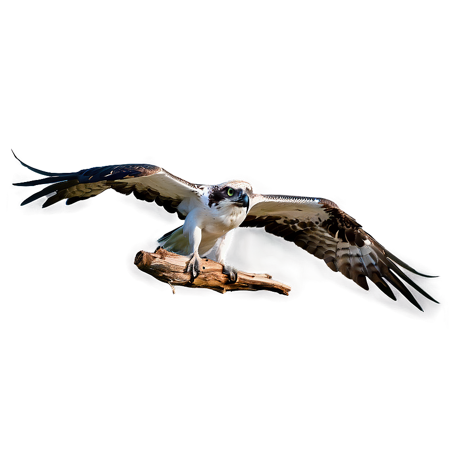 Flying Osprey With Prey Png 55 PNG image