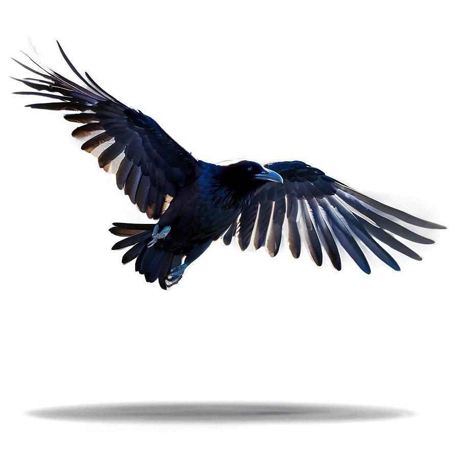 Flying Raven Png 05062024 PNG image