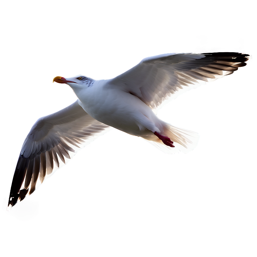 Flying Seagull Sunset Png Nhd66 PNG image