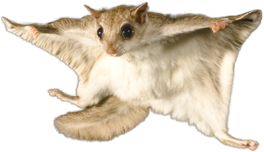 Flying Squirrel In Mid Glide PNG image