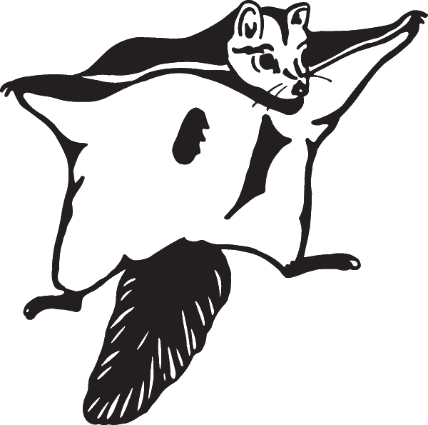 Flying_ Squirrel_ Silhouette PNG image