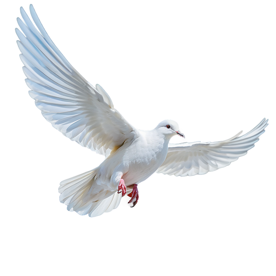 Flying White Dove Png Vfs82 PNG image