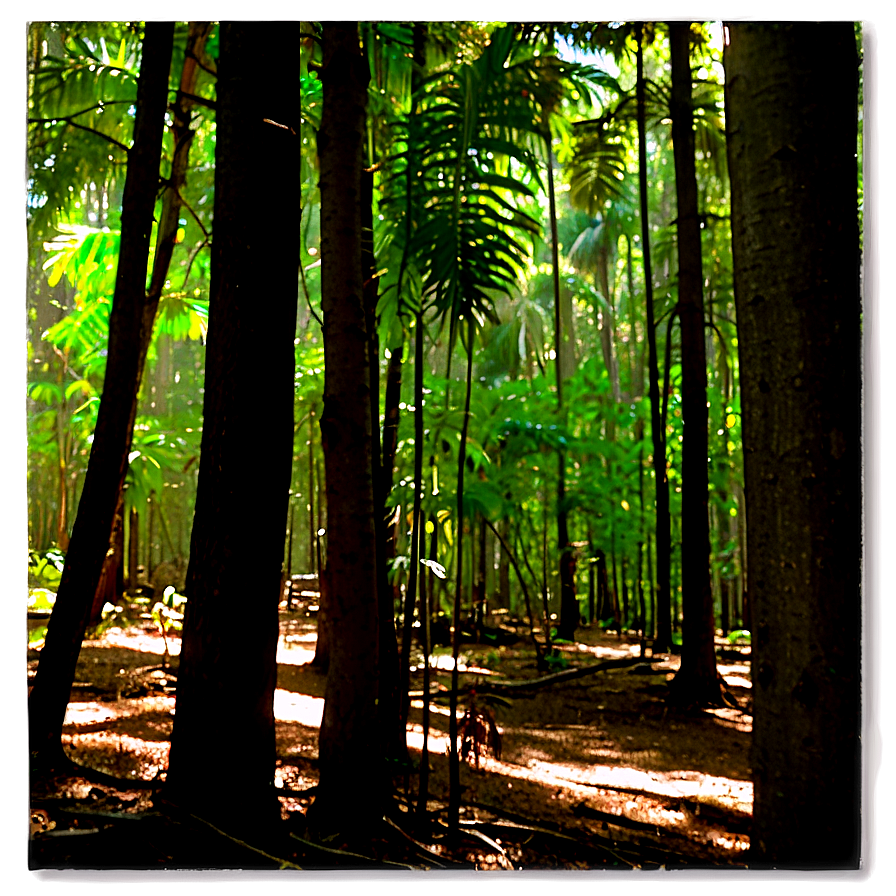 Forest Clearing Sunshine Png Eem66 PNG image