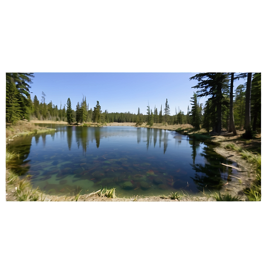 Forest Pond View Png 06122024 PNG image