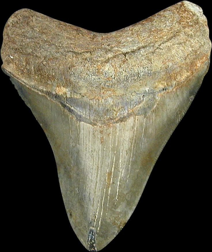 Fossilized Shark Tooth PNG image