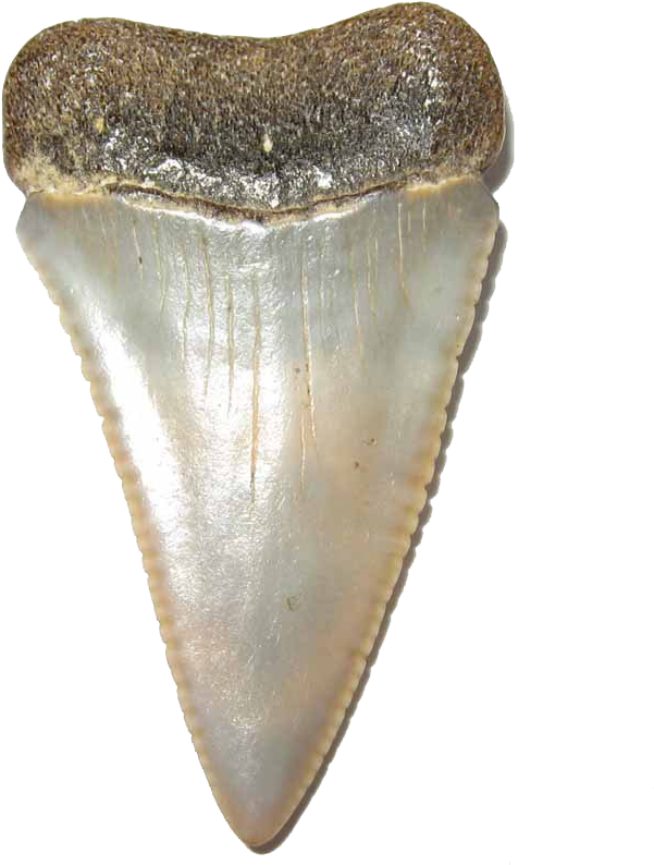 Fossilized Shark Tooth Specimen PNG image