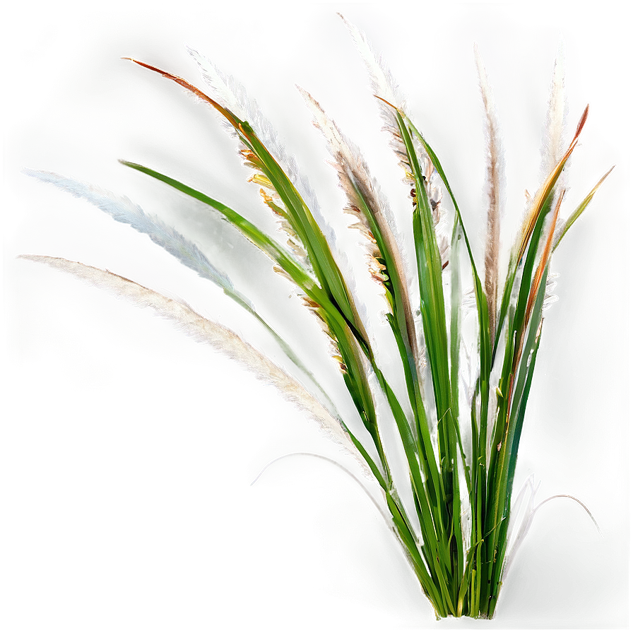 Fountain Grass Png 77 PNG image