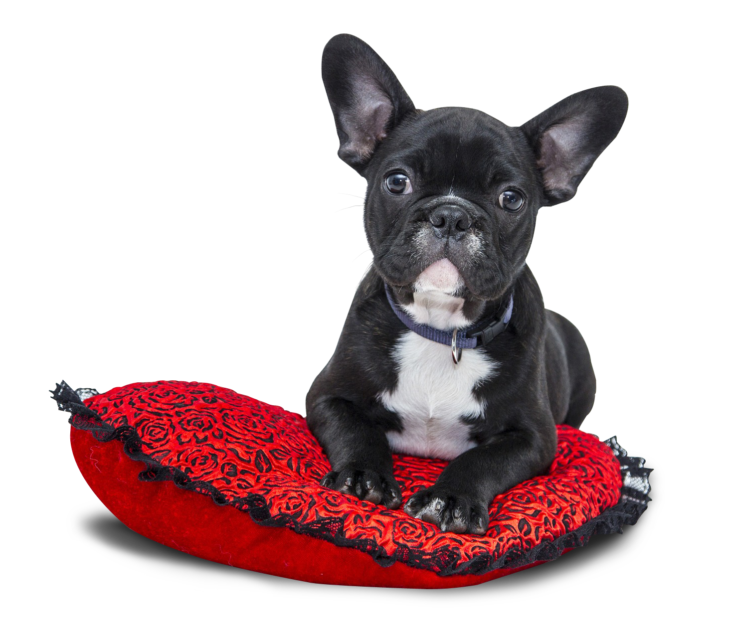 French Bulldogon Red Cushion PNG image