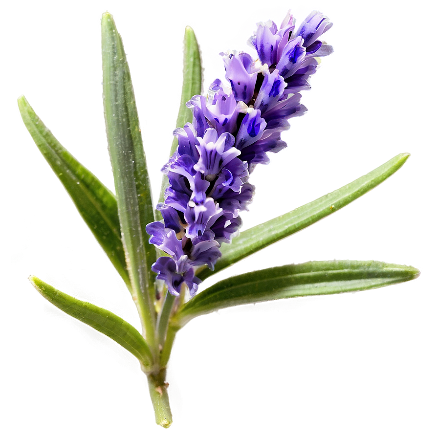 French Lavender Flower Png 90 PNG image