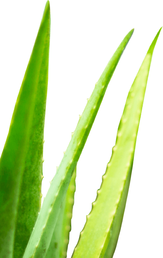 Fresh Aloe Vera Leaves Isolated PNG image