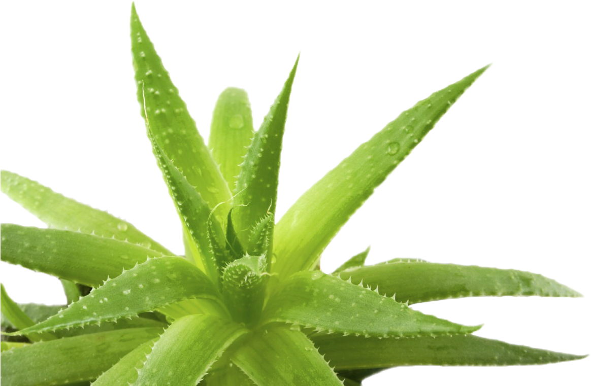 Fresh Aloe Vera Plant PNG image