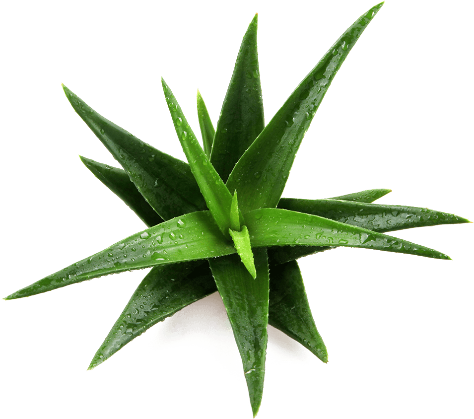 Fresh Aloe Vera Plant With Drops.png PNG image