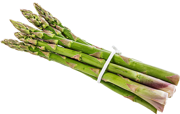 Fresh Asparagus Bunch PNG image