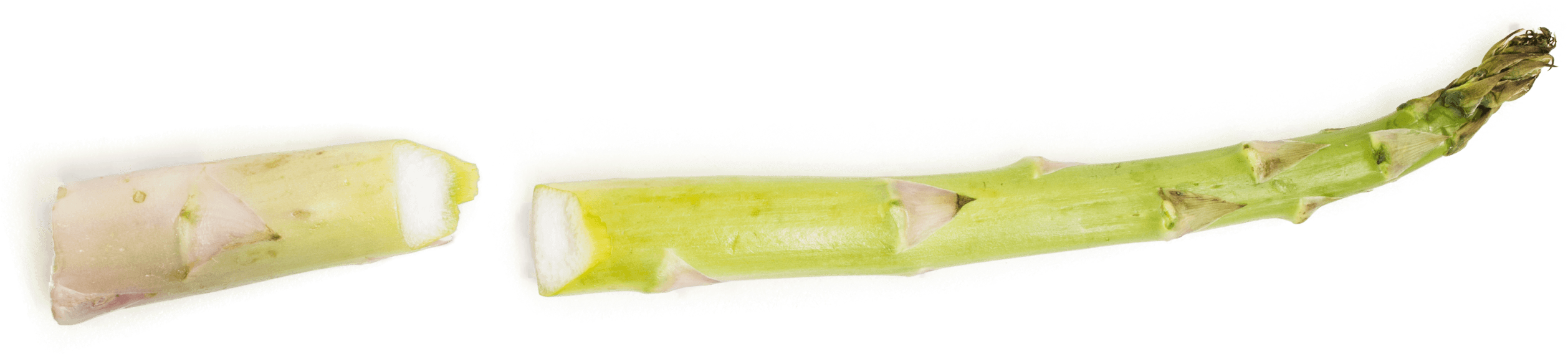 Fresh Asparagus Stalk Cut Transparent Background PNG image