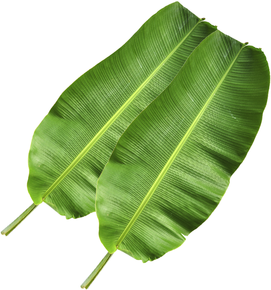 Fresh Banana Leaves Isolated PNG image