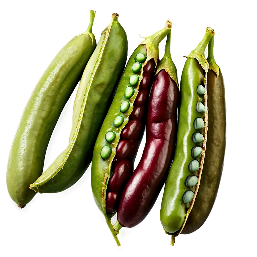 Fresh Bean Image Png 41 PNG image