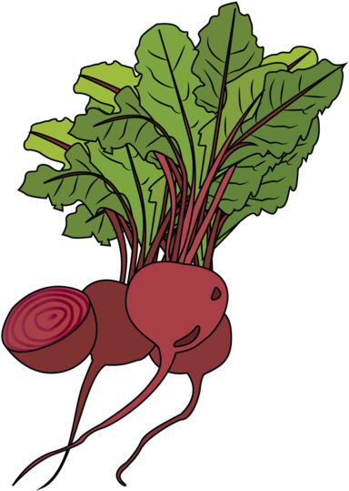 Fresh Beetrootand Leaves Illustration PNG image