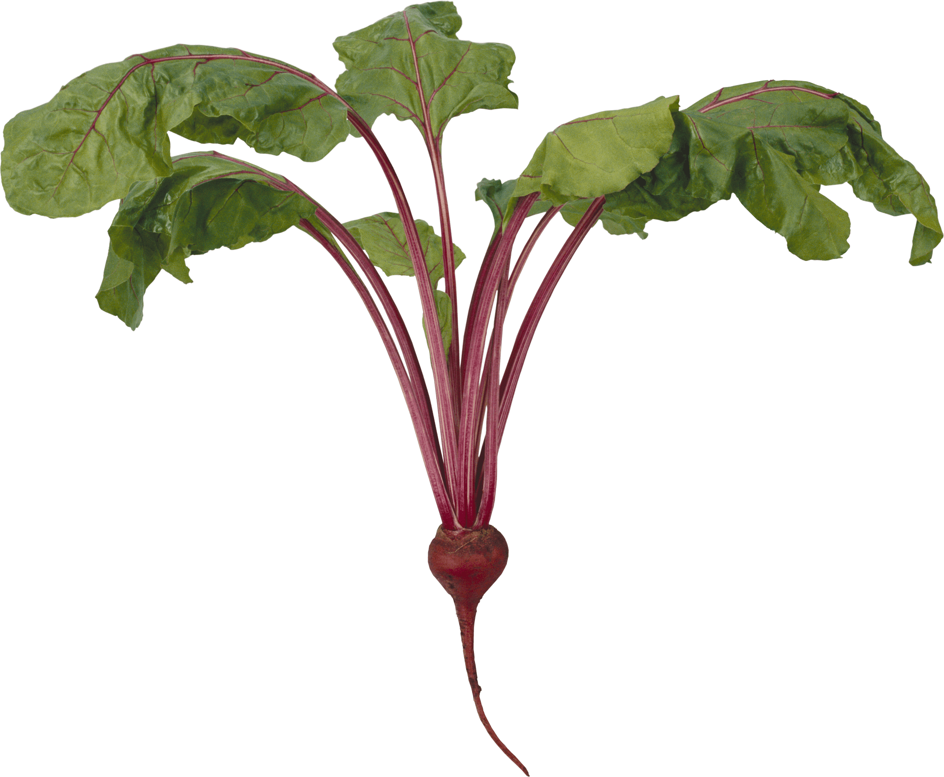 Fresh Beetrootwith Leaves PNG image