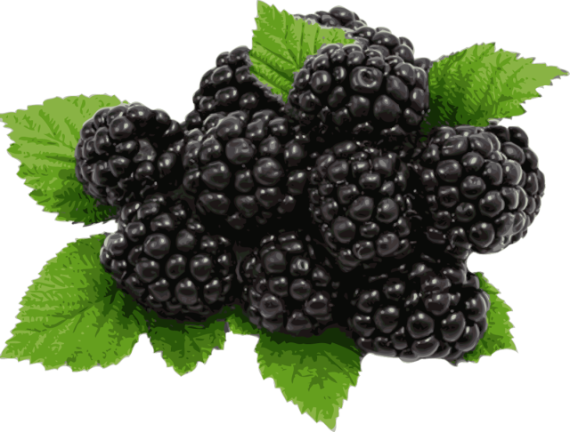 Fresh Blackberries Cluster PNG image